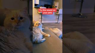 It works every time 😂 hummingbird snoring kittens cats puppies dogs goldenretriever [upl. by Adnarb486]