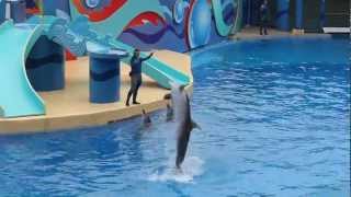 Ocean Park Hong Kong 香港海洋公園 6分半鐘 MV [upl. by Adala]