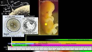 Döllenme ve Embriyonun Gelişim Evreleri Biyoloji [upl. by Airdnola]