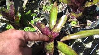 Neoregelia bromeliad bloom cycle explained [upl. by Regnij890]