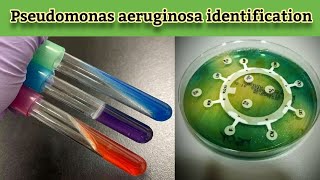 Practical work Pseudomonas aeruginosa Identification and confirmatory biochemical tests English [upl. by Lema580]