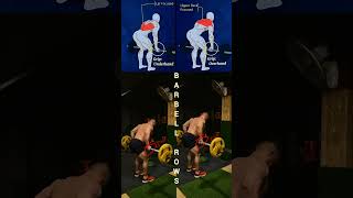 quotTransform Your Back with This Barbell Rowing Workout 💪  Quick amp Effective Routinequot [upl. by Manolo]