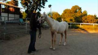 Golden Yukon  2009 Palomino Thoroughbred Colt  For Sale [upl. by Freiman]