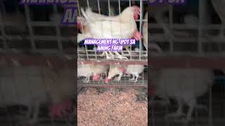 Management ng ipot ng ating mga RTL para hindi mabaho ang Poultry [upl. by Dempstor]