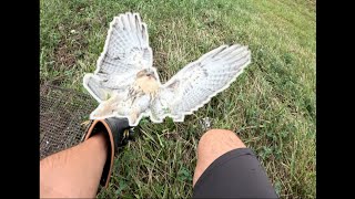 Falconry Trapping Season is OPEN  The Quest To Find a GIANT RedTailed Hawk [upl. by Pagas]