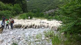 Transhumance cévenole passage dans le Rieutord [upl. by Crawford]