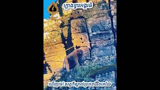 He is love Angkor Thom Gate vlog elephant fishaquarium cricket angkor [upl. by Ahseiym]