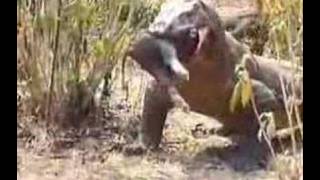 Komodo Dragon Swallows Pig [upl. by Ahseym163]