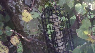 bird feeder live 271024 [upl. by Leibrag]