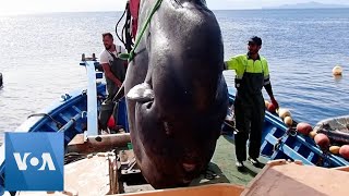 Huge Sunfish Caught Off Spanish Coast [upl. by Macdougall]