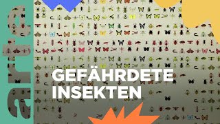 Fragestunde Insekten in Gefahr  ARTE Family [upl. by Keenan957]