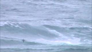 Balearic Shearwater  Portland [upl. by Euqinahc865]