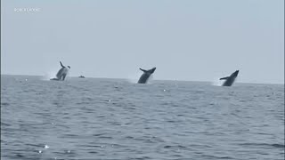 Video shows three humpback whales jumping out of water in unison [upl. by Albarran]