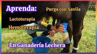 Buenas practicas ganaderas descubre la lacto terapia y hemoterapia [upl. by Animas594]