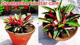 Stromanthe triostar plant care indoor plant की देखभाल maranta plant care houseplant care tips [upl. by Euqinot]