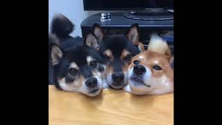 shibas with yoshi sounds yoshibas [upl. by Evot107]