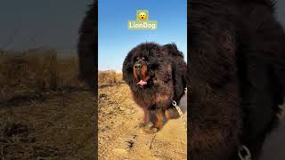 Meet the Majestic Tibetan Mastiff The Lionlike Guardian 🐕👑 shorts liondog [upl. by Rodolfo274]