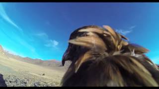 Speed diving Eagle with GoPro in Mongolia 2 [upl. by Alrrats]