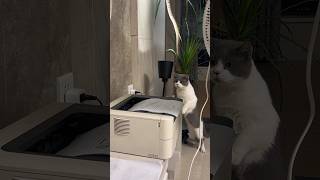 🤣 Funny Cat Videos 😹 funnycatsvideos 🐈 [upl. by Isleana626]