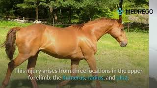 Horse Tendon amp Ligament Injuries and 7 Ways to Treat Them [upl. by Pouncey]