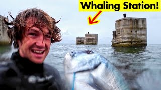 SOLO Spearfishing in a Whaling Station  BULLSEYE  10 kg White Musselcracker [upl. by Korwin]