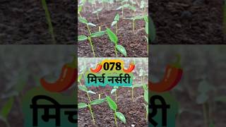 078 🌶️मिर्च🌶️ नर्सरी 10M views agriculture farming [upl. by Calley]