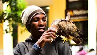 WHY I HAVE AN OWL AS MY PET NAIROBI BIRD MAN EXPLAINS [upl. by Schuyler]