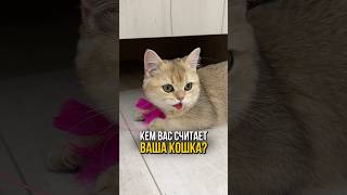 Кем вас считает ваша кошка 🐱 [upl. by Sackman]