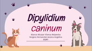 Dipylidium caninum [upl. by Formica]