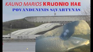 Kauno marios prie Kruonio HAE  Povandeninis sąvartynas [upl. by Dutchman]