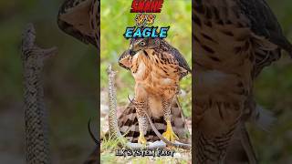 Eagle Vs snake youtubeshorts animalfacts [upl. by Collier]