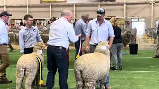 Sydney Royal Easter Show 2024 Day 6 Sheep Pavilion 🐑 Award to the best ultra fine merino ewe [upl. by Kennie943]