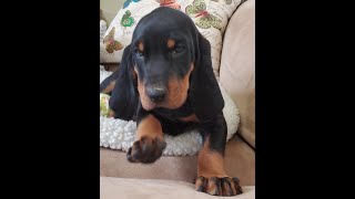 Silly and Busy BLACK amp TAN Coonhound MALE CHIP 318 [upl. by Fernandes]