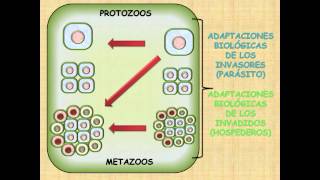 PARASITOLOGÍA  RELACIÓN HOSPEDADOR  PARÁSITO 1 [upl. by Akinak]