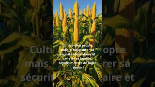 Agriculture en Afrique agriculteur [upl. by Mmada]