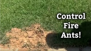 How to Control Fire Ants  Expert Lawn Care Tips [upl. by Hoi]