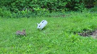 Pet rabbit meets wild rabbit for the first time [upl. by Zephaniah896]