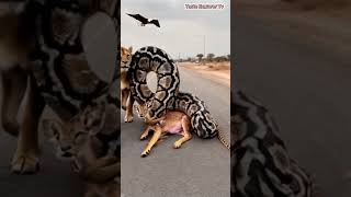 A giant python hunts an antelope tasteexplorertv wildlife animals shortsvideo [upl. by Constance488]