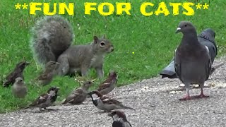 Video für Katzen  Vögel Eichhörnchen Kaninchen Chipmunks Tauben [upl. by Mcfarland528]