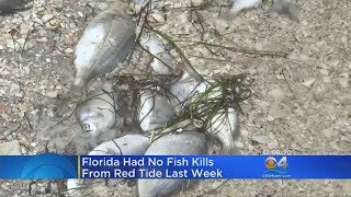 Red Tide Nearly Gone From Florida Waters [upl. by Enyleuqcaj]