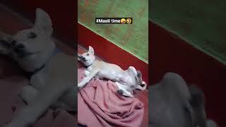 Dimag kharab hai 😂🤣like share subscribe Buntythestray [upl. by Otha]