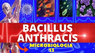 BACILLUS ANTHRACIS  MICROBIOLOGIA BACTÉRIAS PATOGÊNICAS  CARBÚNCULO CUTÂNEO ANTRAZ [upl. by Swainson]