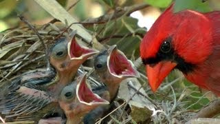 Northern Cardinals feeding baby birds FYV [upl. by Eannej]