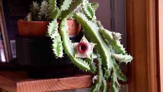 Huernia zebrina in bloom January 2024 [upl. by Colligan]