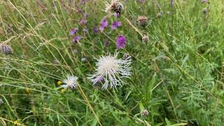 Grote centaurie  Centaurea scabiosa  NL Bloeit  Planten van hier [upl. by Pangaro]