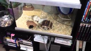 My Daily Gerbil Routine morning requested [upl. by Ginzburg]