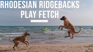 Rhodesian Ridgebacks Playing Fetch [upl. by Stearns981]