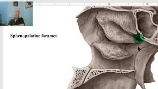 Anatomy of head and neck module in Arabic 33 Sphenopalatine ganglion  by Dr Wahdan [upl. by Nivla]