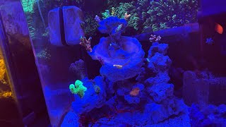 The 3 Gallon SPS Pico Reef Gets an Upgrade [upl. by Ranita]