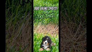 Stop Your Dog From Ruining Your Lawn [upl. by Drucilla]